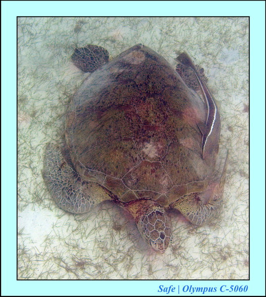 2008 - 07 - Perhentian - 064